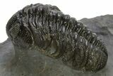 Detailed Austerops Trilobite - Ofaten, Morocco #310273-3